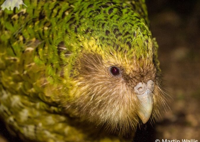 Alimentación del Kakapo
